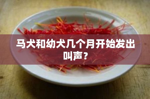 马犬和幼犬几个月开始发出叫声？