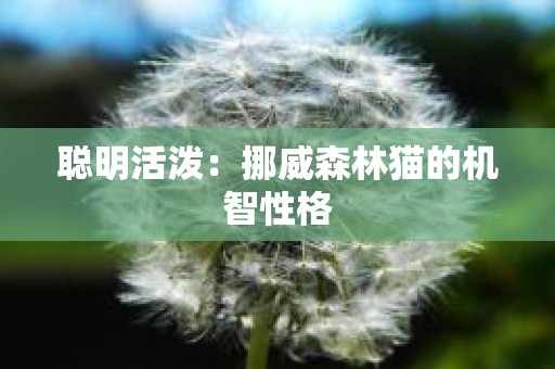 聪明活泼：挪威森林猫的机智性格