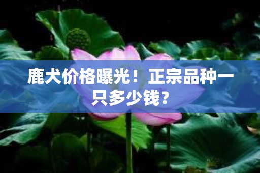 鹿犬价格曝光！正宗品种一只多少钱？