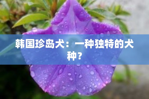 韩国珍岛犬：一种独特的犬种？