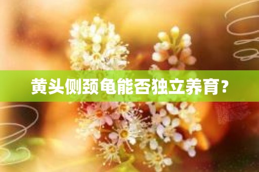 黄头侧颈龟能否独立养育？