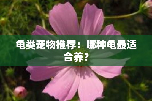 龟类宠物推荐：哪种龟最适合养？