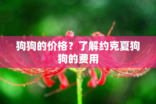 狗狗的价格？了解约克夏狗狗的费用