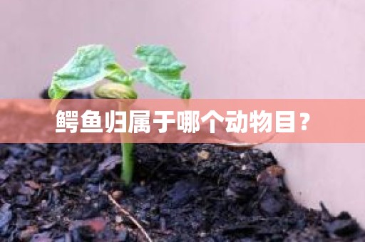 鳄鱼归属于哪个动物目？
