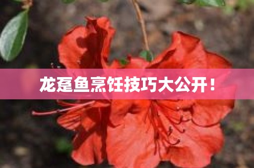 龙趸鱼烹饪技巧大公开！