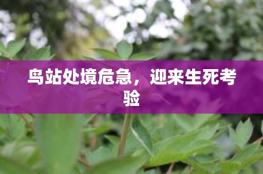 鸟站处境危急，迎来生死考验