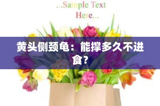 黄头侧颈龟：能撑多久不进食？