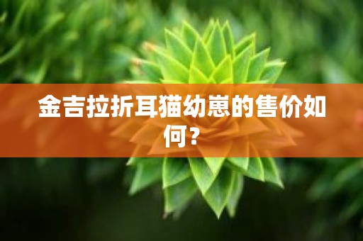 金吉拉折耳猫幼崽的售价如何？