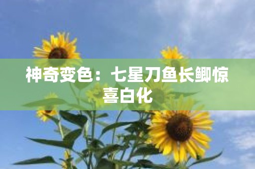 神奇变色：七星刀鱼长鲫惊喜白化