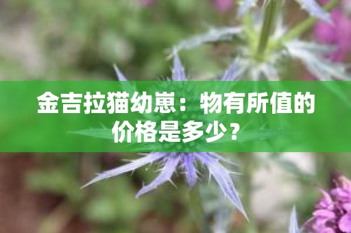 金吉拉猫幼崽：物有所值的价格是多少？