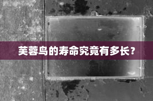 芙蓉鸟的寿命究竟有多长？
