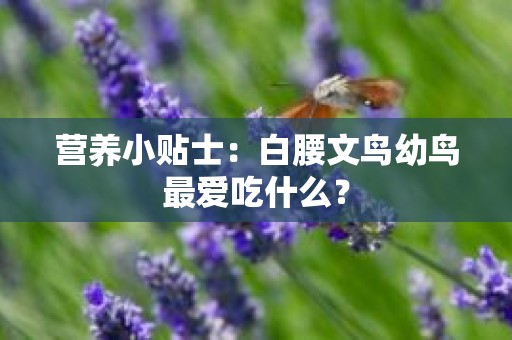 营养小贴士：白腰文鸟幼鸟最爱吃什么？