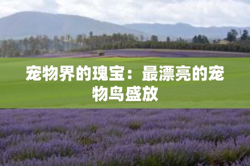 宠物界的瑰宝：最漂亮的宠物鸟盛放