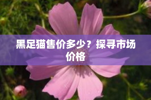 黑足猫售价多少？探寻市场价格