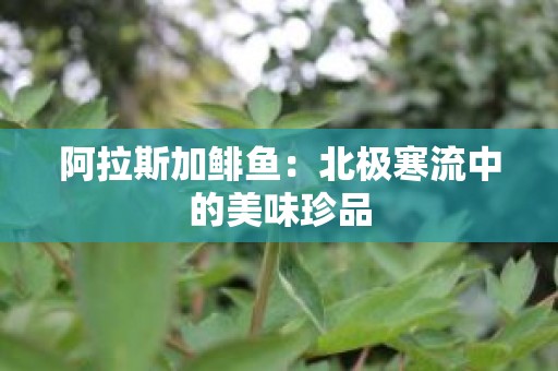阿拉斯加鲱鱼：北极寒流中的美味珍品