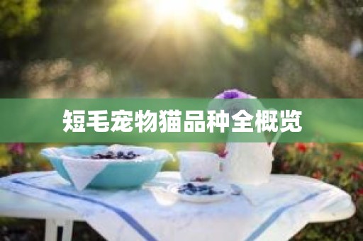 短毛宠物猫品种全概览