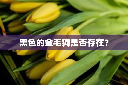 黑色的金毛狗是否存在？