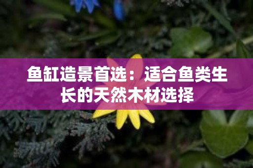 鱼缸造景首选：适合鱼类生长的天然木材选择