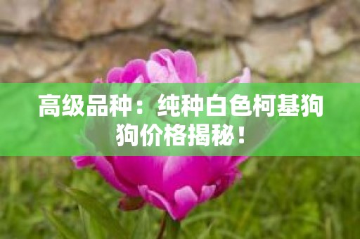 高级品种：纯种白色柯基狗狗价格揭秘！