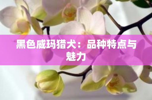 黑色威玛猎犬：品种特点与魅力