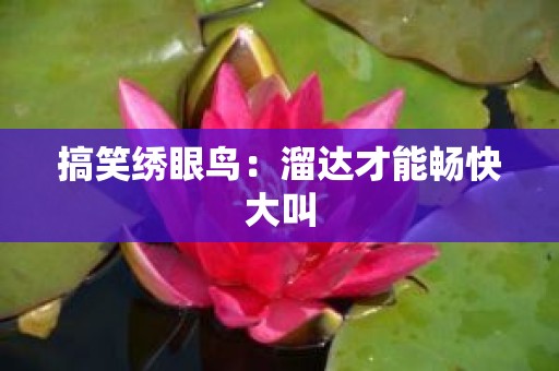 搞笑绣眼鸟：溜达才能畅快大叫