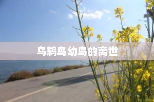 乌鸫鸟幼鸟的离世