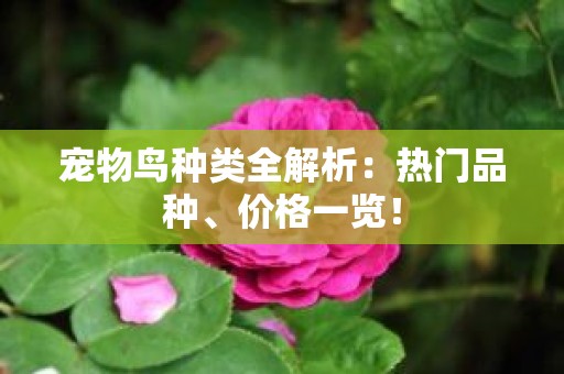 宠物鸟种类全解析：热门品种、价格一览！