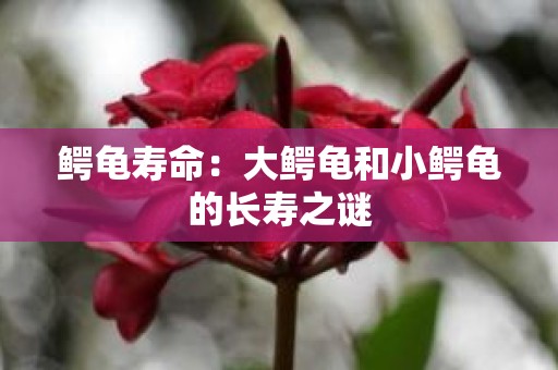 鳄龟寿命：大鳄龟和小鳄龟的长寿之谜