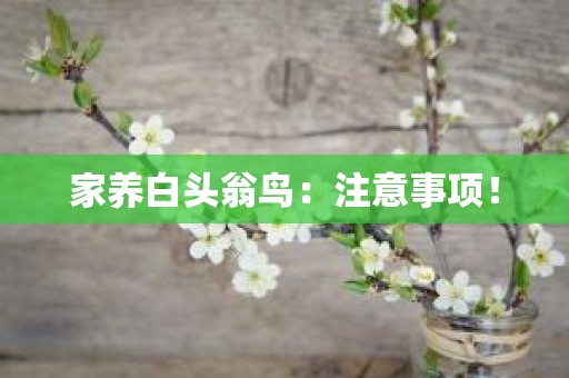 家养白头翁鸟：注意事项！