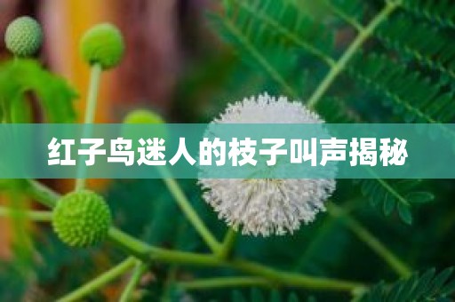 红子鸟迷人的枝子叫声揭秘