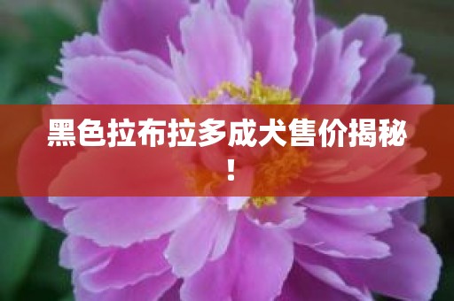 黑色拉布拉多成犬售价揭秘！