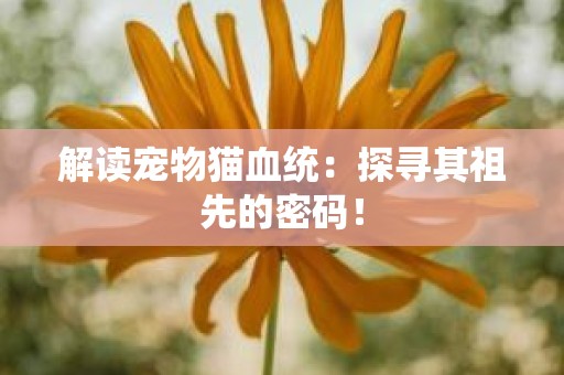 解读宠物猫血统：探寻其祖先的密码！