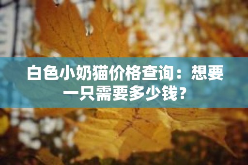 白色小奶猫价格查询：想要一只需要多少钱？