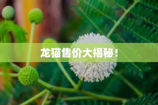 龙猫售价大揭秘！