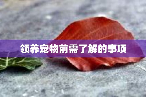 领养宠物前需了解的事项