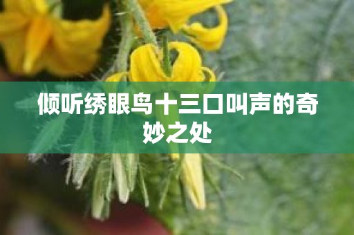 倾听绣眼鸟十三口叫声的奇妙之处