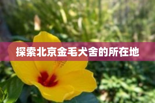 探索北京金毛犬舍的所在地