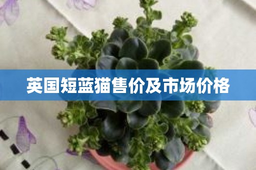 英国短蓝猫售价及市场价格