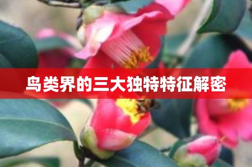 鸟类界的三大独特特征解密