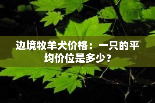 边境牧羊犬价格：一只的平均价位是多少？