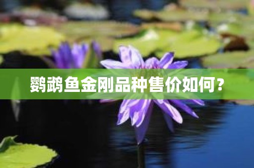 鹦鹉鱼金刚品种售价如何？