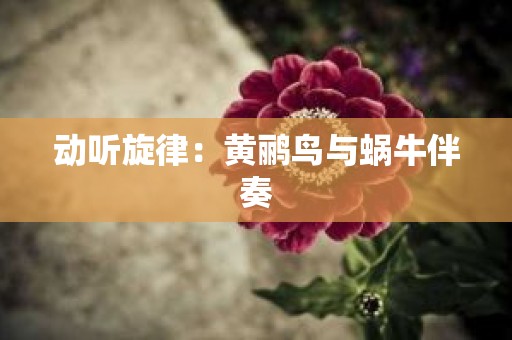 动听旋律：黄鹂鸟与蜗牛伴奏