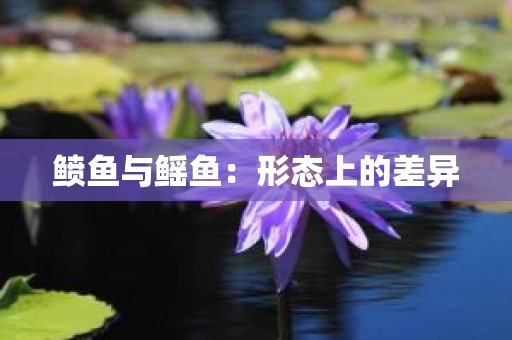 鲼鱼与鳐鱼：形态上的差异