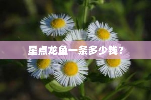 星点龙鱼一条多少钱？