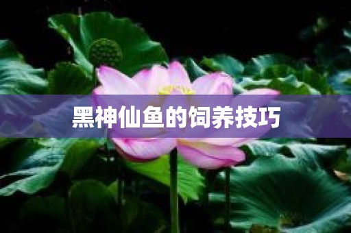 黑神仙鱼的饲养技巧