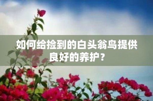 如何给捡到的白头翁鸟提供良好的养护？