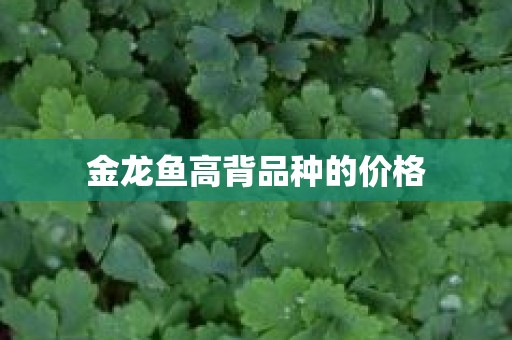 金龙鱼高背品种的价格
