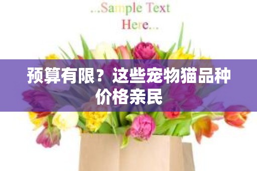 预算有限？这些宠物猫品种价格亲民