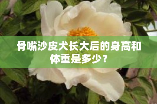 骨嘴沙皮犬长大后的身高和体重是多少？