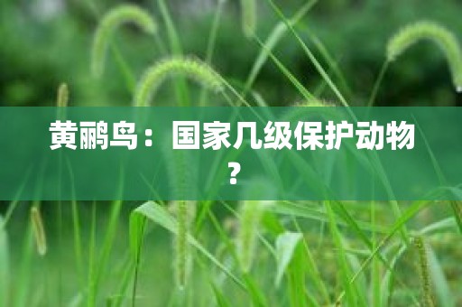 黄鹂鸟：国家几级保护动物？